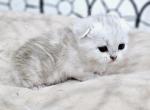 Scottish fold baby - Scottish Fold Kitten For Sale - Lincoln, NE, US