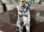 Tortie Scottish straight - Scottish Straight Kitten For Sale - Springdale, AR, US