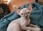 Blue - Sphynx Kitten For Sale - Rockford, IL, US