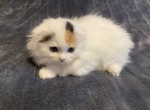 CYRIOUS LEE NICE NUTMEG - Scottish Fold Kitten For Sale - Santa Cruz, CA, US