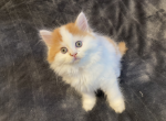 CYRIOUS LEE NICE NOLA - Scottish Straight Kitten For Sale - Santa Cruz, CA, US