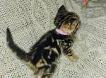 Marble Female - Bengal Kitten For Sale - Battle Ground, WA, US