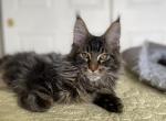 Lancer - Maine Coon Kitten For Sale - Houston, TX, US