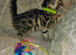 Brown Male Light green - Bengal Kitten For Sale - Battle Ground, WA, US