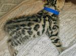 Brown Male Dark Blue - Bengal Kitten For Sale - Battle Ground, WA, US