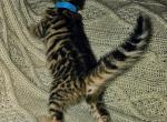Brown Male Light Blue - Bengal Kitten For Sale - Battle Ground, WA, US