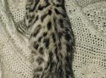 Silver Male - Bengal Kitten For Sale - Battle Ground, WA, US