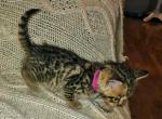 Brown Female Dark Pink - Bengal Kitten For Sale - Battle Ground, WA, US
