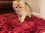 Simba - Scottish Fold Kitten For Sale - Northridge, CA, US