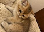 Max - Scottish Straight Kitten For Sale - Northridge, CA, US