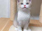 Dordor - British Shorthair Kitten For Sale - San Jose, CA, US