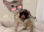 Dobi - Abyssinian Kitten For Sale - San Jose, CA, US