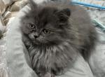 Dahlia 1st litter - Ragamuffin Cat For Sale - Oklahoma City, OK, US