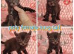 March fe - Highlander Kitten For Sale - Monroe, MI, US