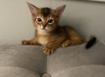 Leo - Abyssinian Kitten For Sale - Dallas, TX, US