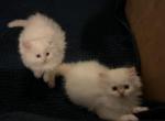 Royce - Himalayan Kitten For Sale - North Tonawanda, NY, US