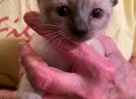 Siamese Seal point - Siamese Kitten For Sale - Lombard, IL, US