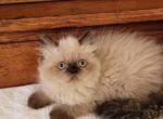 lacey - Himalayan Kitten For Sale - IL, US