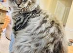 Main Coon female - Maine Coon Cat For Sale - 