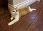 Dasher - Exotic Kitten For Sale - Henderson, CO, US