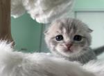 Monica - Scottish Fold Kitten For Sale - San Diego, CA, US