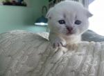 Scottish fold boy ross - Scottish Fold Kitten For Sale - San Diego, CA, US