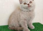 Omega - British Shorthair Kitten For Sale - Houston, TX, US