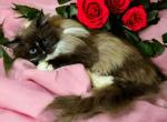 Sissy - Ragdoll Cat For Sale - CA, US