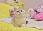 Sofiya British Shorthair female - British Shorthair Kitten For Sale - 