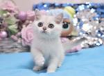 Rafaelka British Shorthair female - British Shorthair Kitten For Sale - Seattle, WA, US