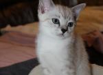 Tulip - British Shorthair Kitten For Sale - Bethesda, MD, US