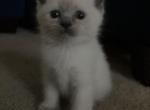 On hold Sheila Katsravishingragdoll kitten Female - Ragdoll Kitten For Sale - Lancaster, PA, US