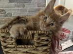 Apricot - Maine Coon Cat For Sale - Hollywood, FL, US