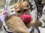Belle - Scottish Fold Kitten For Sale - 