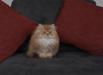 Esmeralda - British Shorthair Kitten For Sale - Fairfax, VA, US