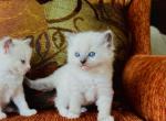 Taylor Swift - Ragdoll Kitten For Sale - Los Angeles, CA, US