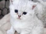 Scottish straight - Scottish Straight Kitten For Sale - Lincoln, NE, US