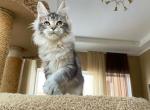 Jerome - Maine Coon Cat For Sale - Miami, FL, US