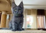 Justin - Maine Coon Kitten For Sale - Miami, FL, US