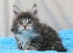 Danila - Maine Coon Kitten For Sale - Miami, FL, US