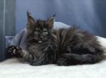 Xiva - Maine Coon Kitten For Sale - Miami, FL, US