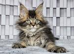 Orestilla Cornelia - Maine Coon Kitten For Sale - Miami, FL, US