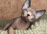 Flint - Sphynx Kitten For Sale - Norwalk, CT, US