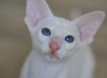 Snowin - Oriental Kitten For Sale - Norwalk, CT, US