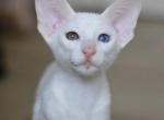 Ice Cream - Oriental Cat For Sale - Norwalk, CT, US