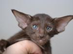 Vegas - Oriental Kitten For Sale - Norwalk, CT, US