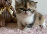 Xanthippe - Exotic Kitten For Sale - Norwalk, CT, US