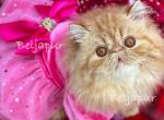 Beljapur cattery Bunny - Persian Kitten For Sale - Austin, TX, US