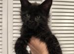 Martha - Maine Coon Kitten For Sale - Hollywood, FL, US