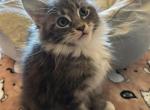 Camden - Maine Coon Kitten For Sale - 
